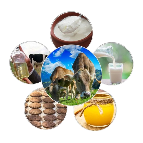 Cow Dung Benefits